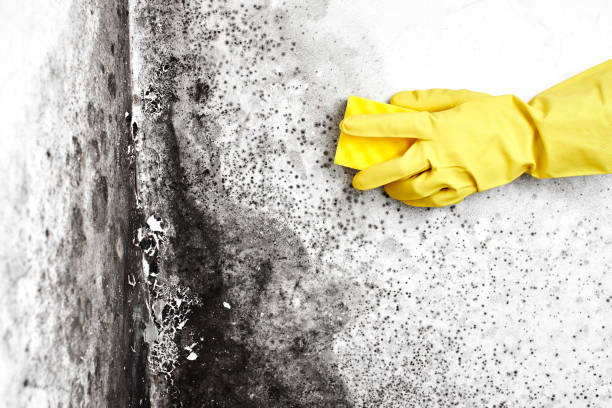Crawl Space Mold Removal in Daytona Beach Shores, FL