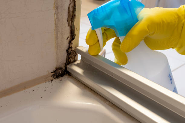 Best Commercial Mold Removal  in Daytona Beach Shores, FL