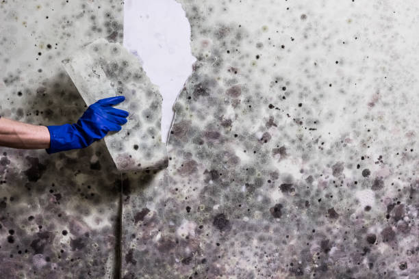 Best Fast Mold Removal  in Daytona Beach Shores, FL