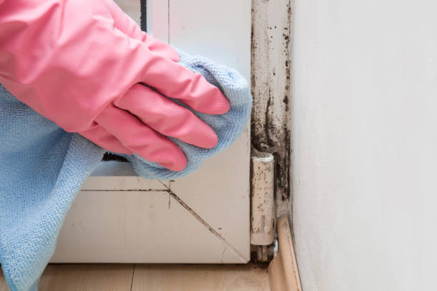Best Residential Mold Removal  in Daytona Beach Shores, FL