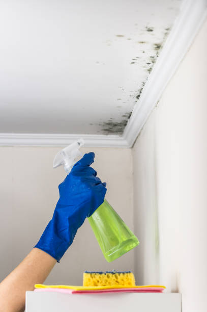 Best Attic Mold Removal  in Daytona Beach Shores, FL